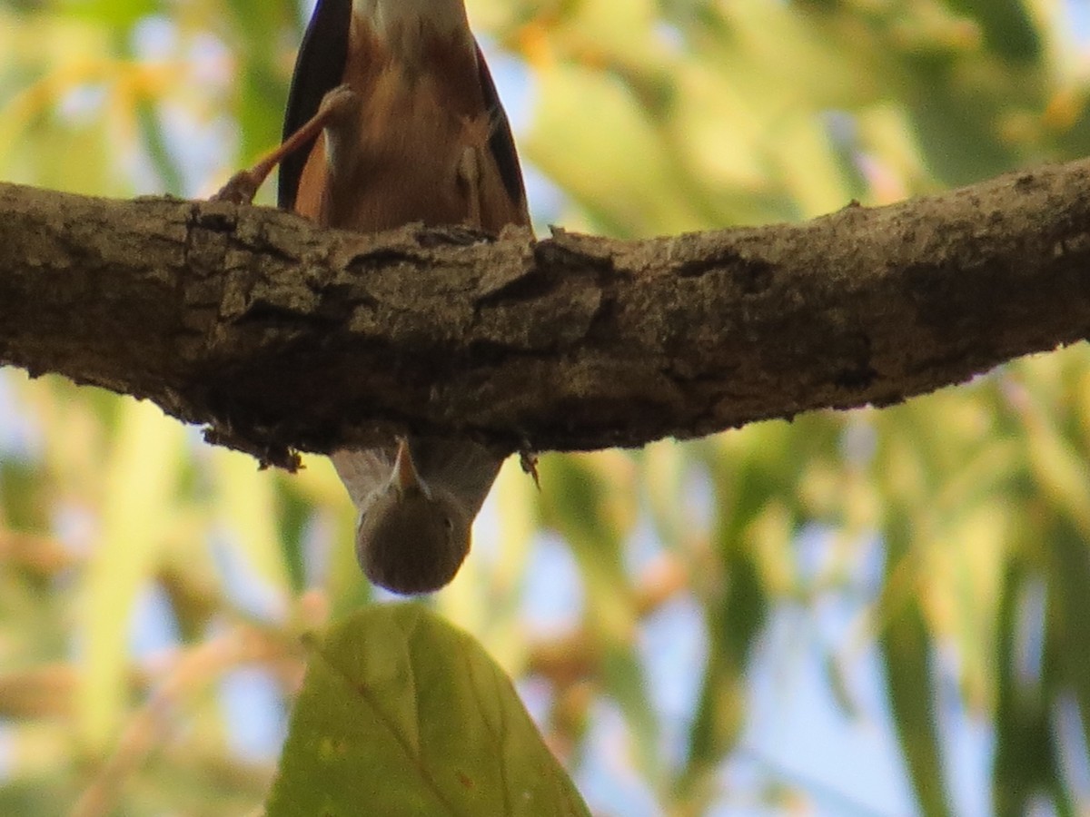 Chestnut-tailed Starling - ML236805271