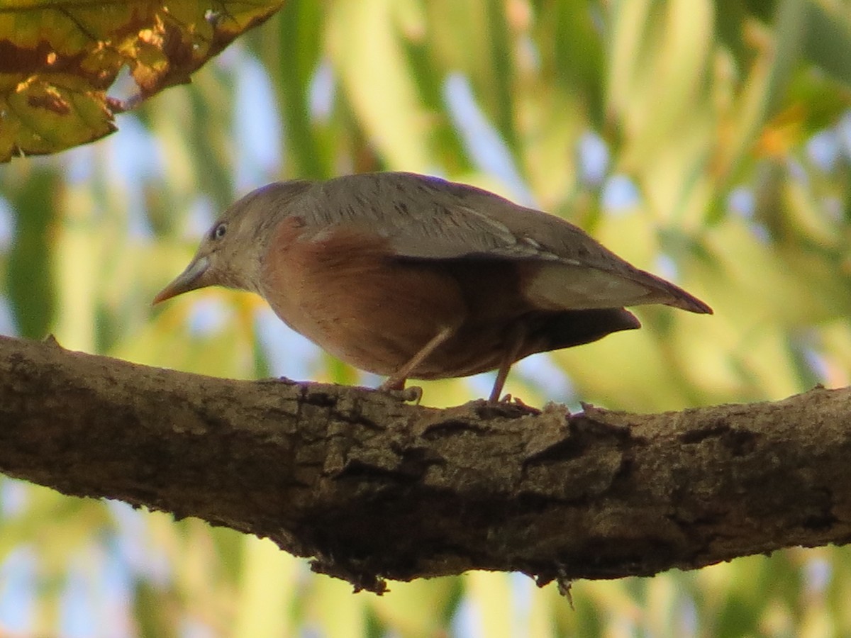 Chestnut-tailed Starling - ML236805281