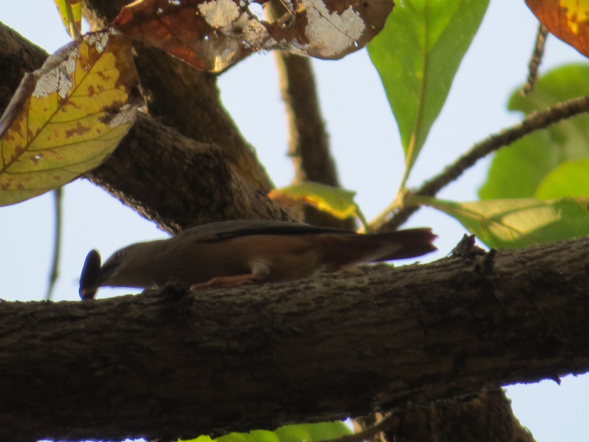 Chestnut-tailed Starling - ML236805301