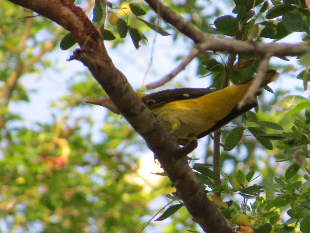 Indian Golden Oriole - ML236805361