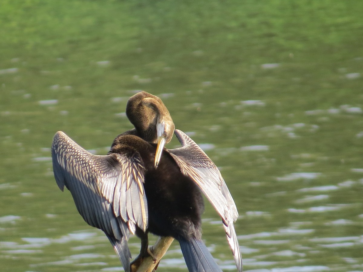 Anhinga Asiática - ML236805371