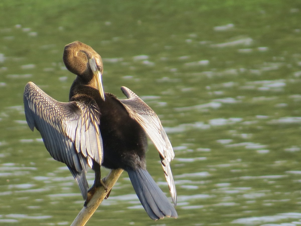 Orient-Schlangenhalsvogel - ML236805381