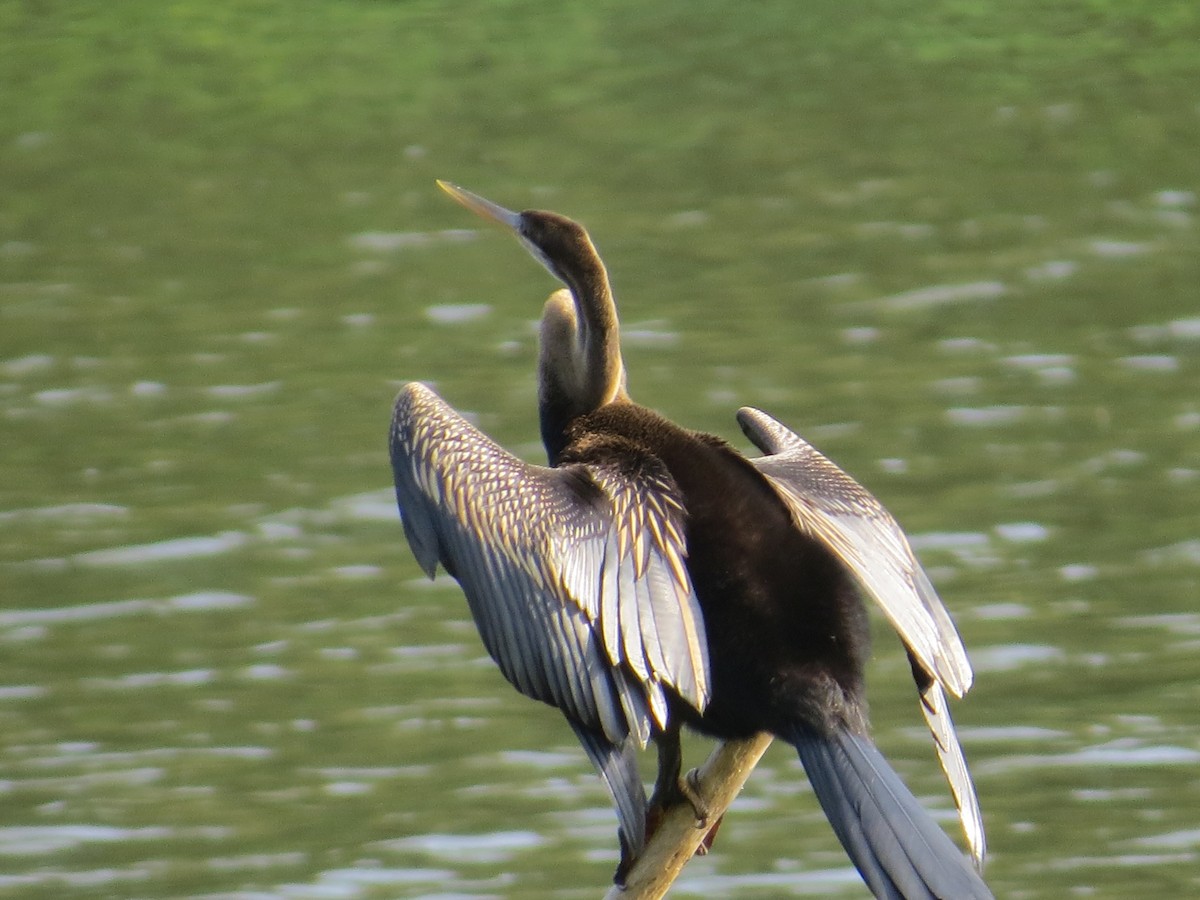 Orient-Schlangenhalsvogel - ML236805401