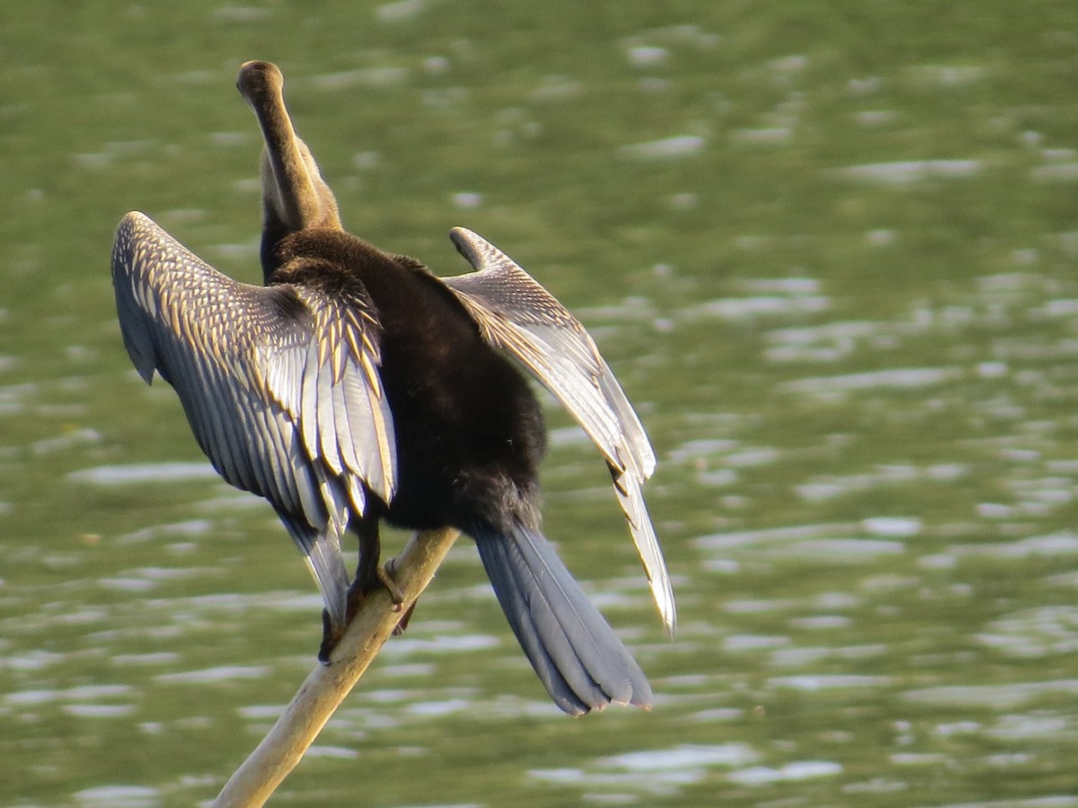 Orient-Schlangenhalsvogel - ML236805411