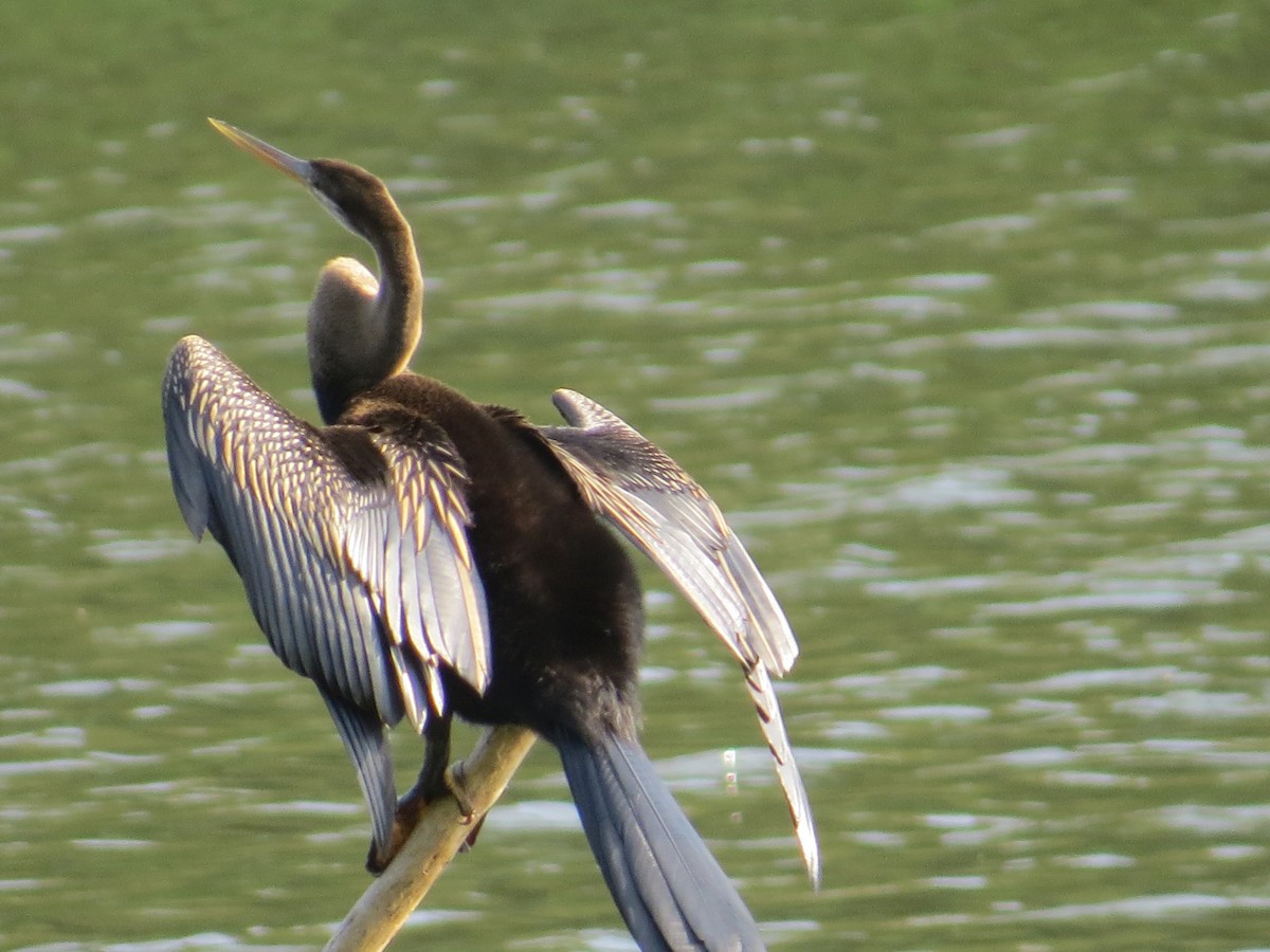 Orient-Schlangenhalsvogel - ML236805421