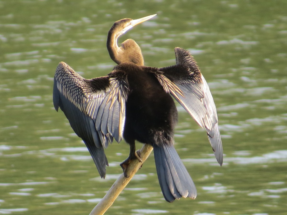 Orient-Schlangenhalsvogel - ML236805431