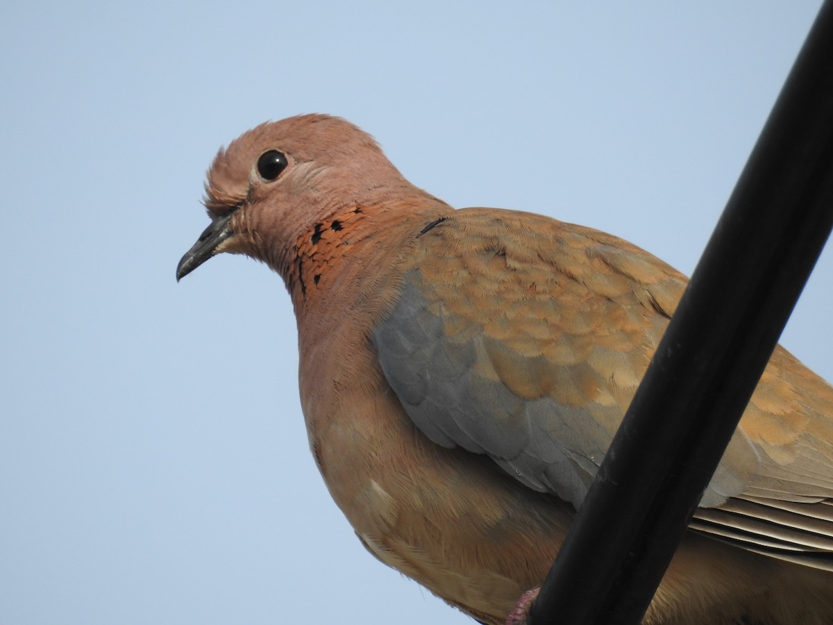 Laughing Dove - Güneş Deniz Yıldırım