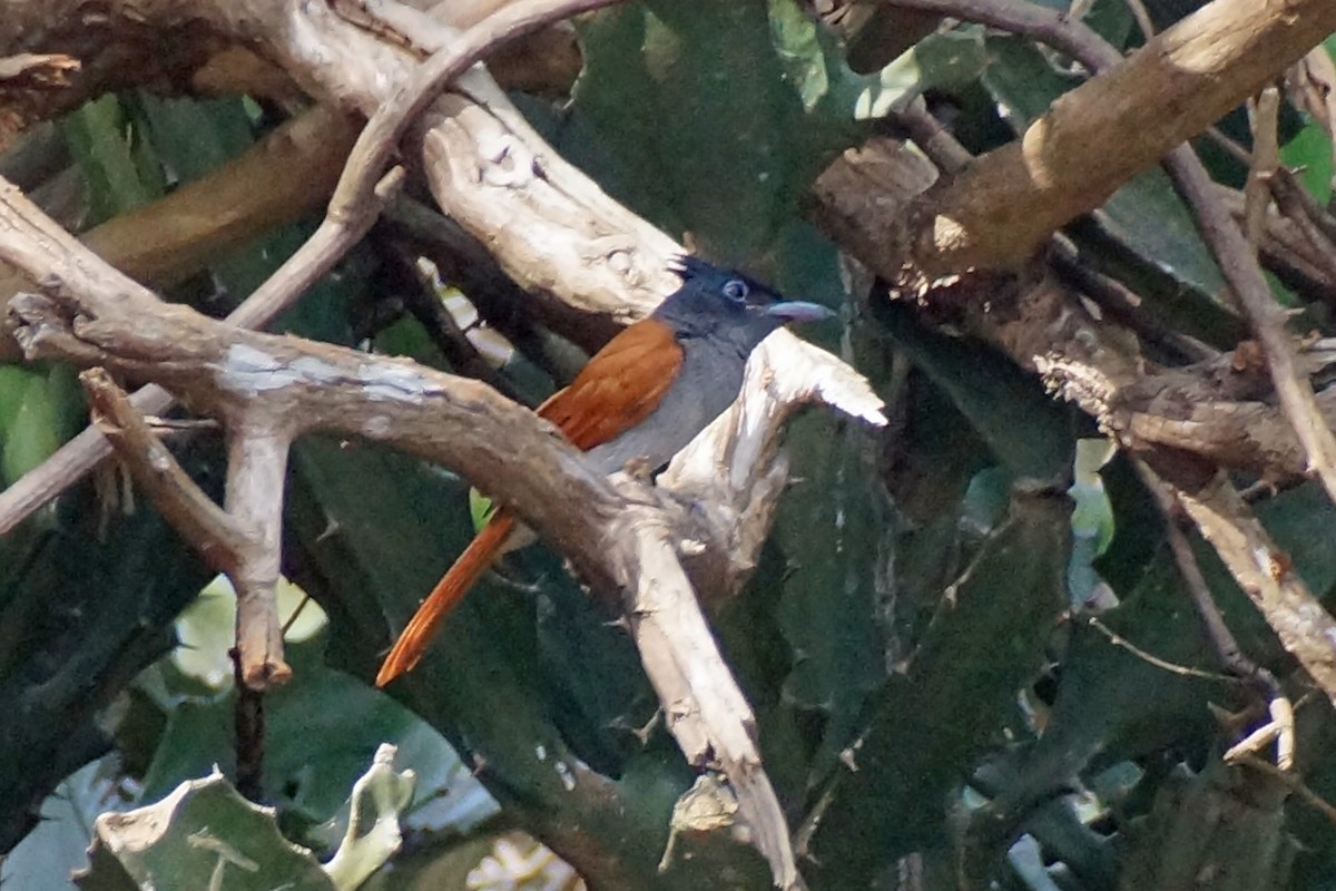 Indian Paradise-Flycatcher - Peter & Shelly Watts