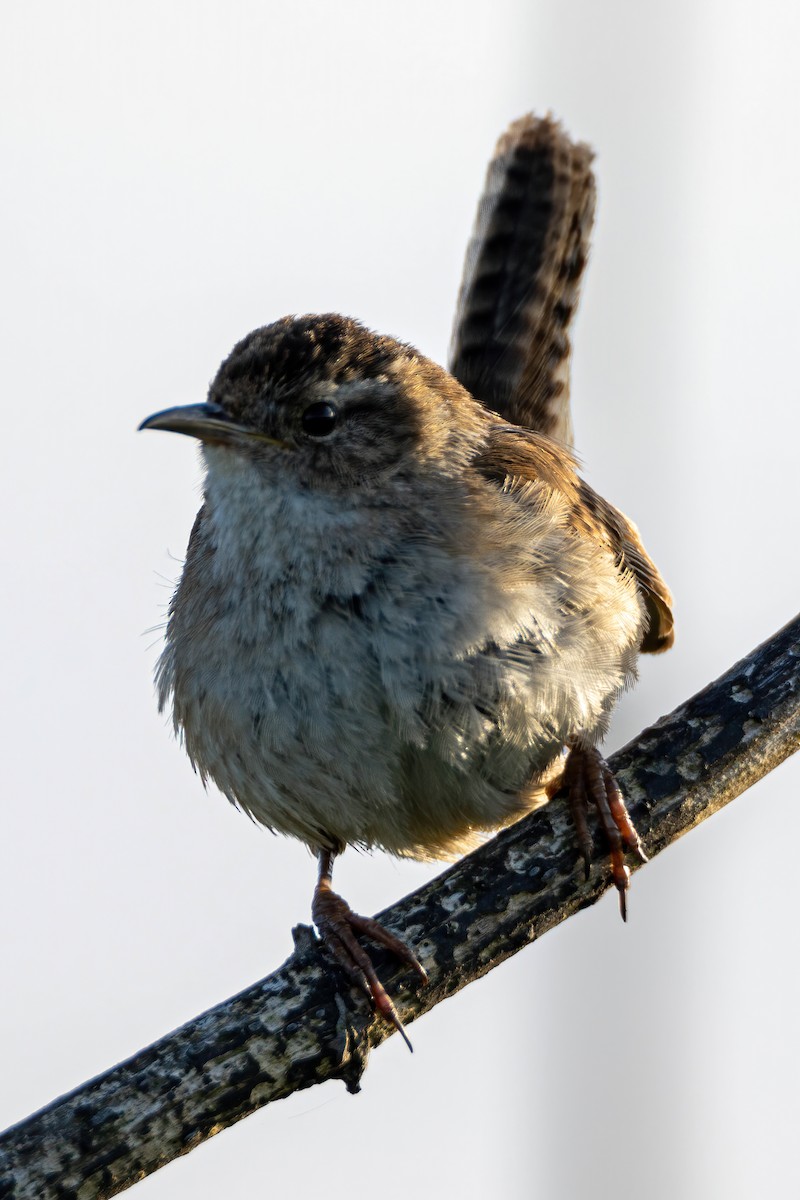 Marsh Wren - ML236806811