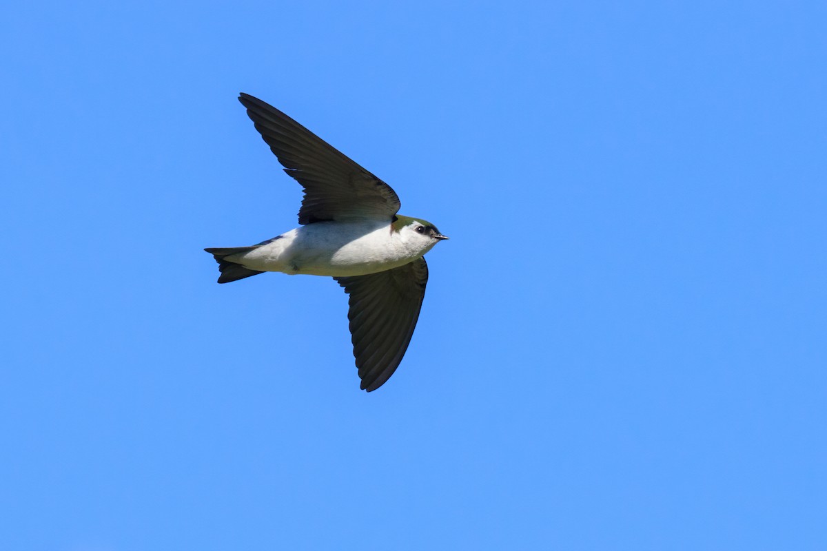 Violet-green Swallow - ML236806991