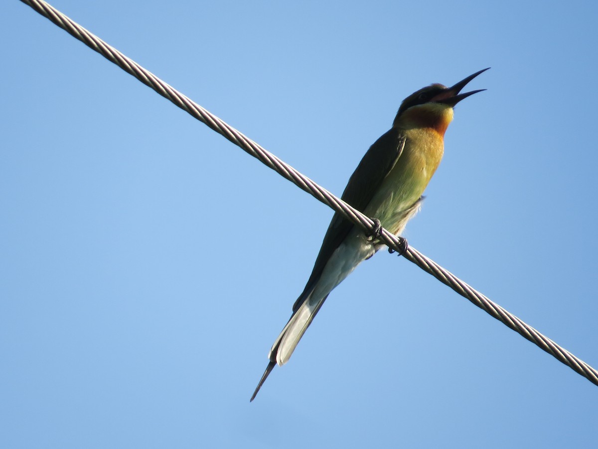 Blue-tailed Bee-eater - ML236807141