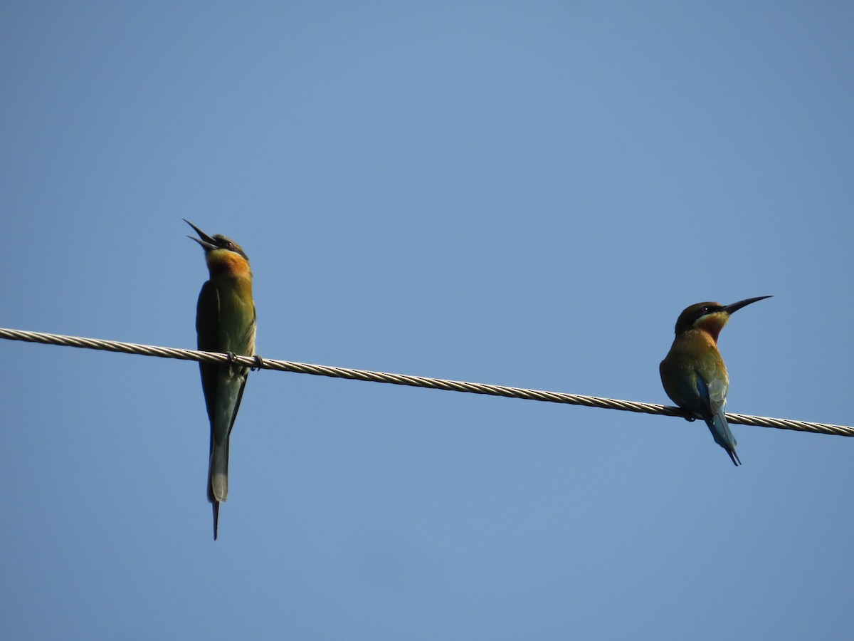 Blue-tailed Bee-eater - ML236807171