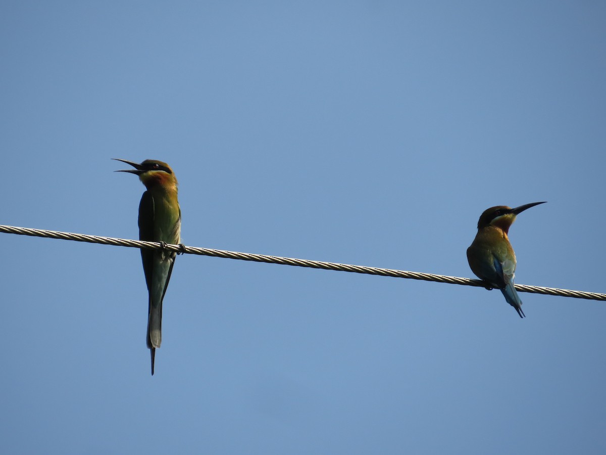 Blue-tailed Bee-eater - ML236807191