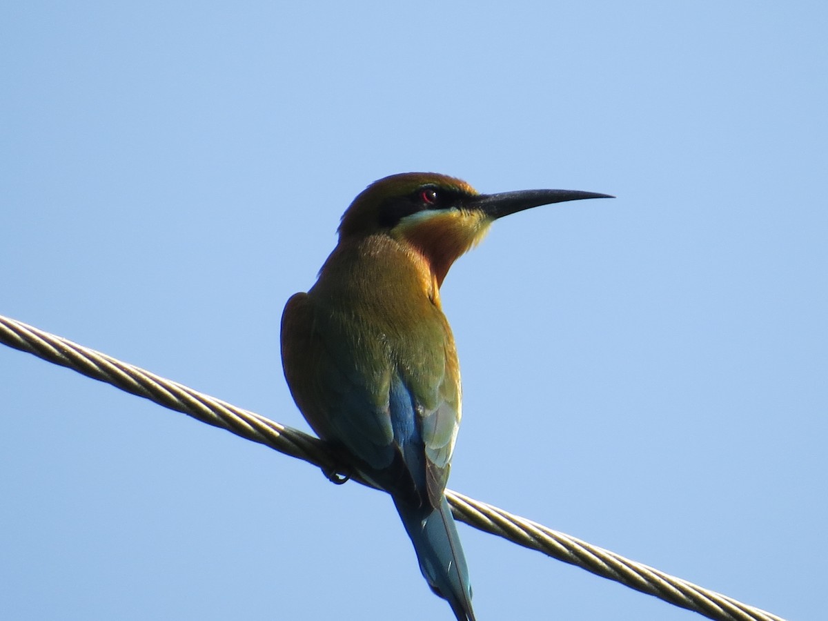 Blue-tailed Bee-eater - ML236807201
