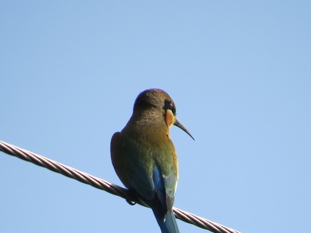 Blue-tailed Bee-eater - ML236807241