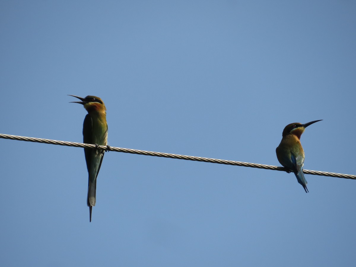 Blue-tailed Bee-eater - ML236807261