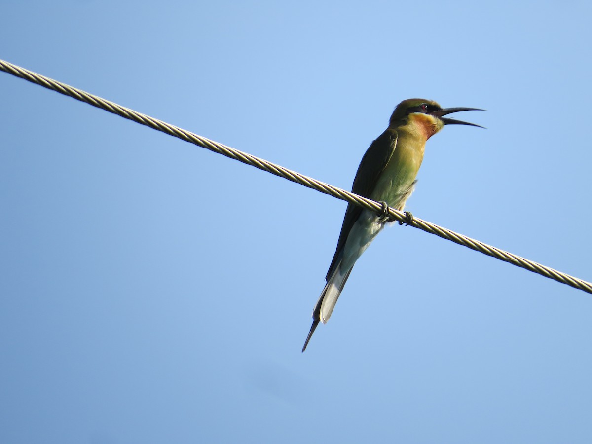 Blue-tailed Bee-eater - ML236807271