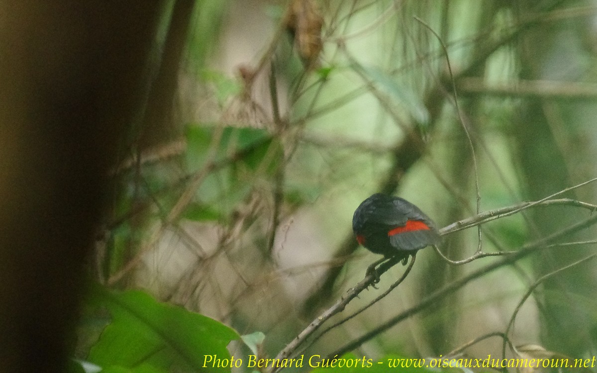 Western Bluebill (Red-rumped) - ML236808221