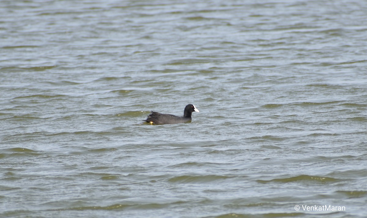 Eurasian Coot - ML236808521