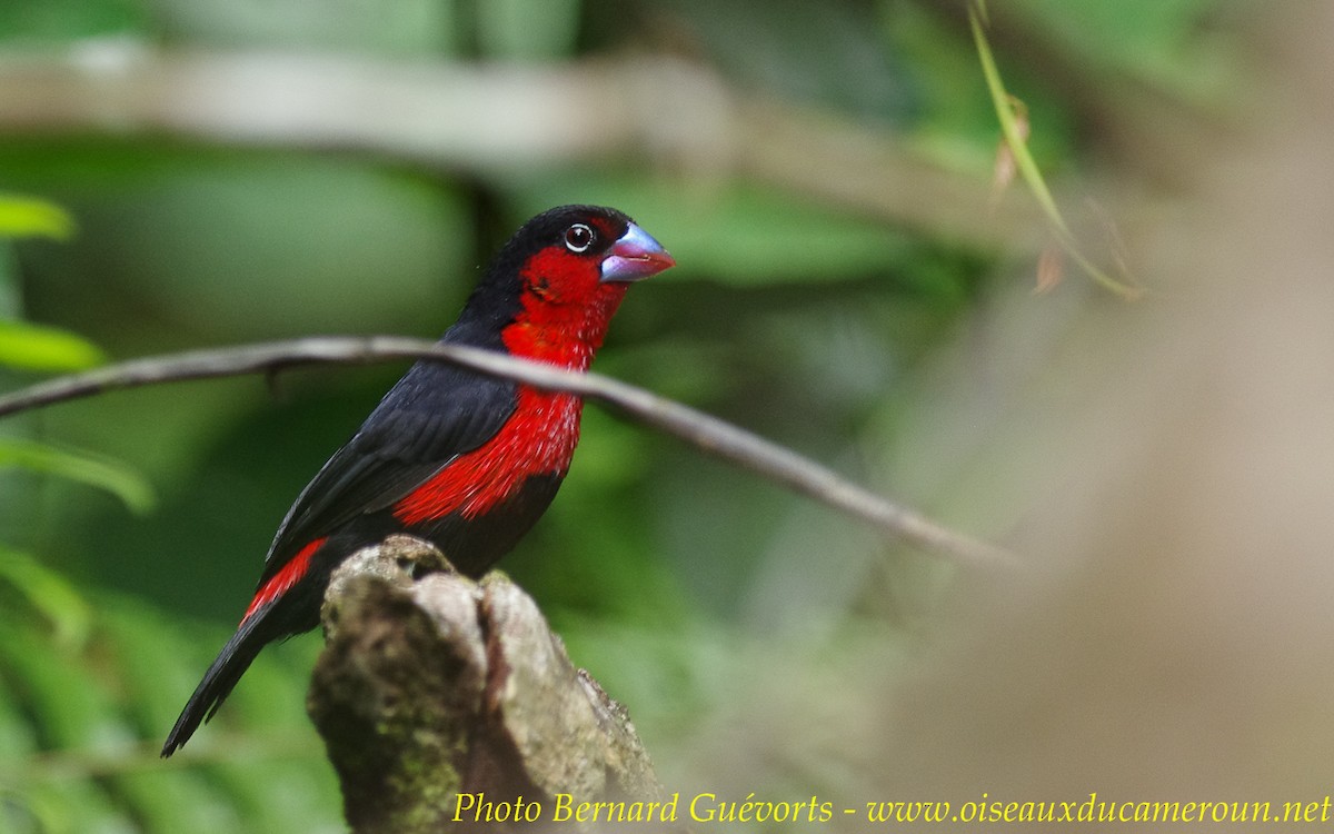 Western Bluebill (Red-rumped) - ML236808741