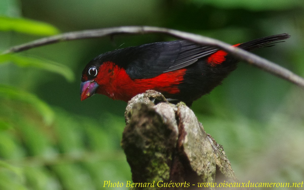 Western Bluebill (Red-rumped) - Bernard Guevorts