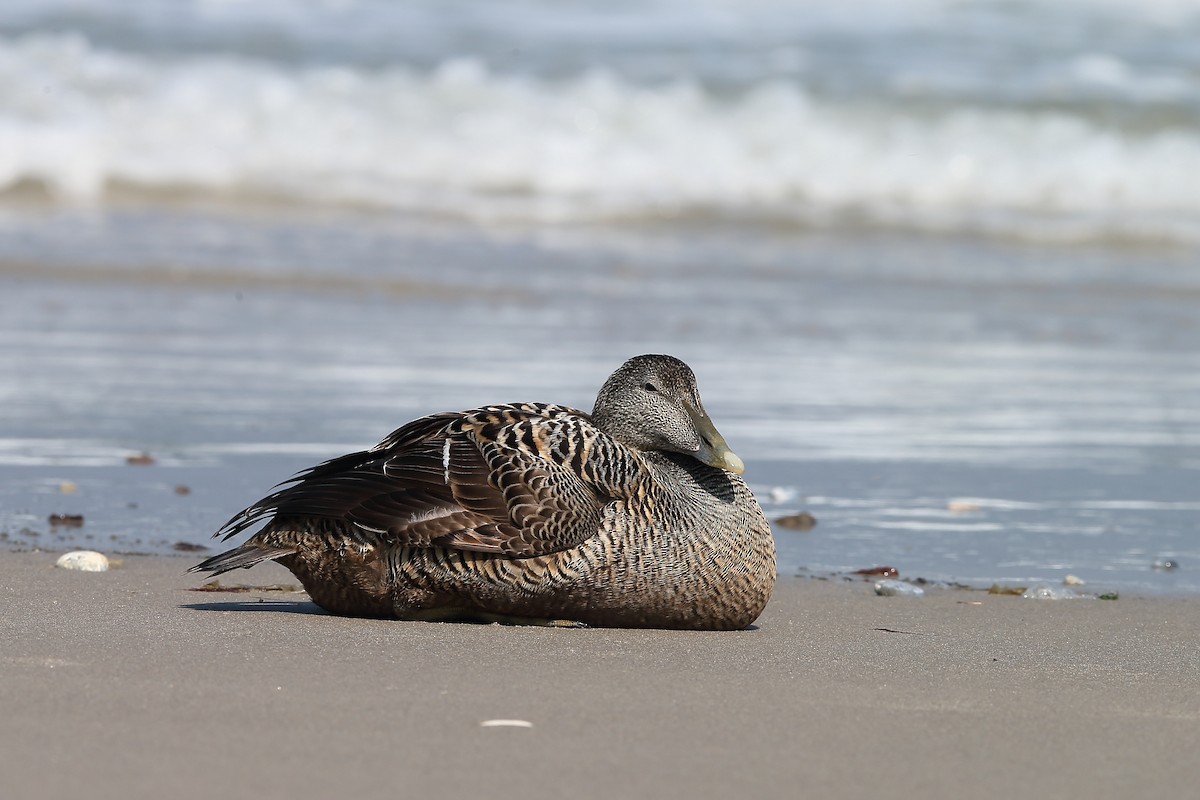 Common Eider - ML236808951