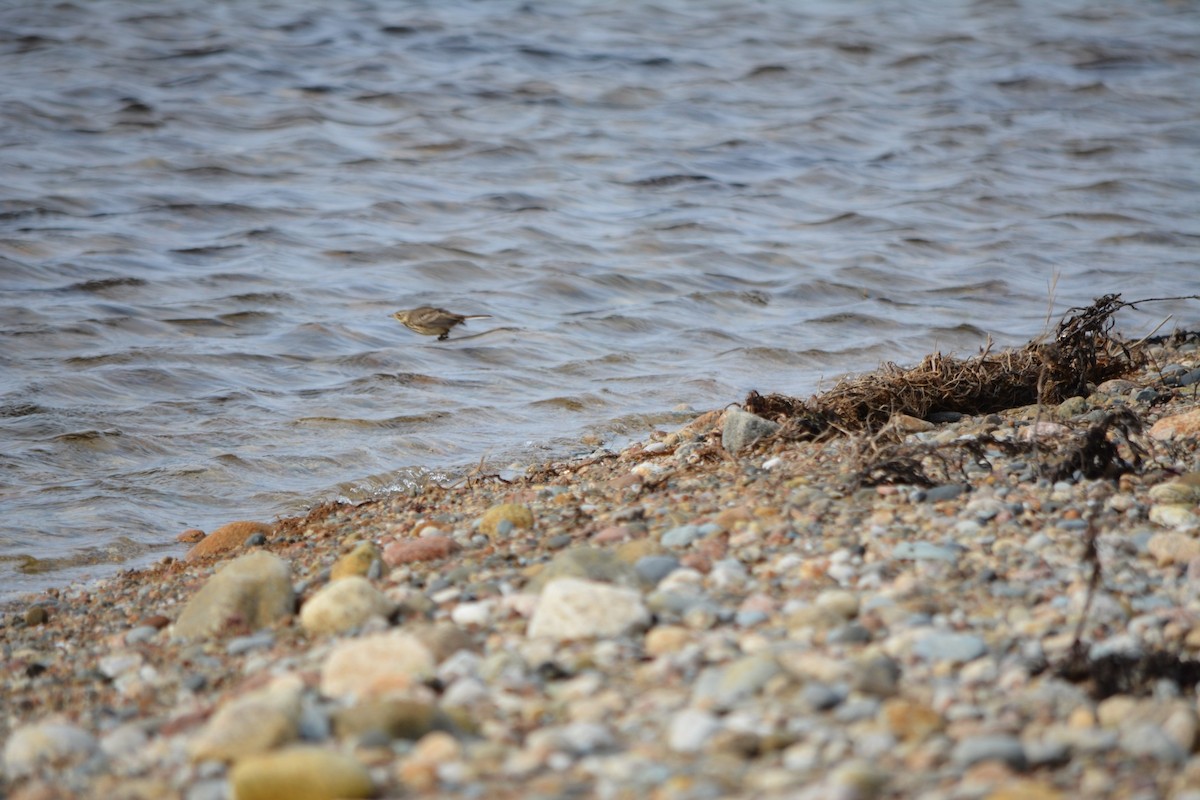 American Pipit - ML23680901