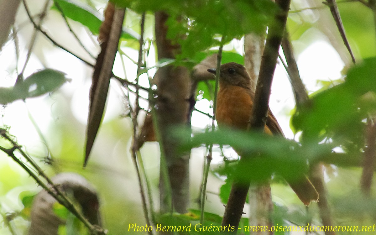 Rufous Flycatcher-Thrush - ML236809161