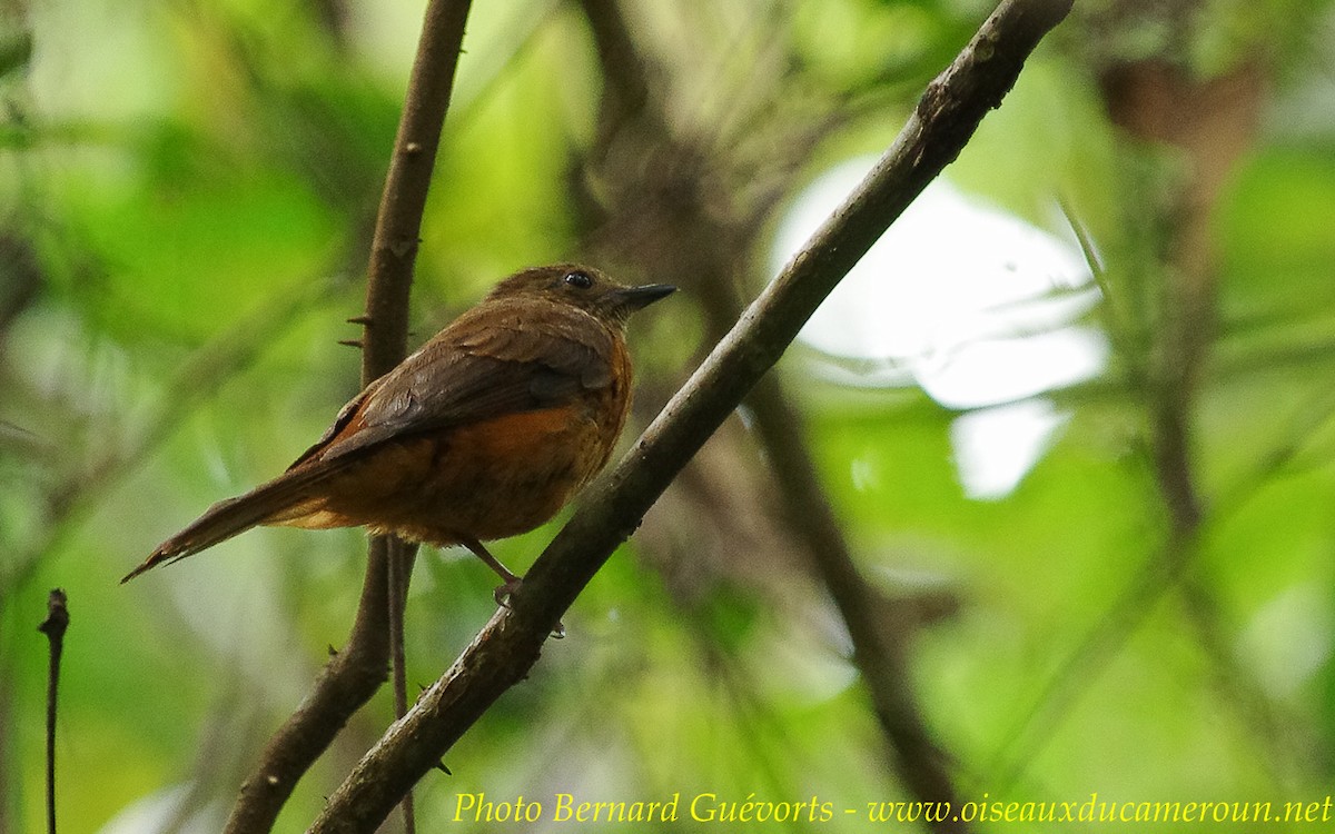 Rufous Flycatcher-Thrush - ML236809171