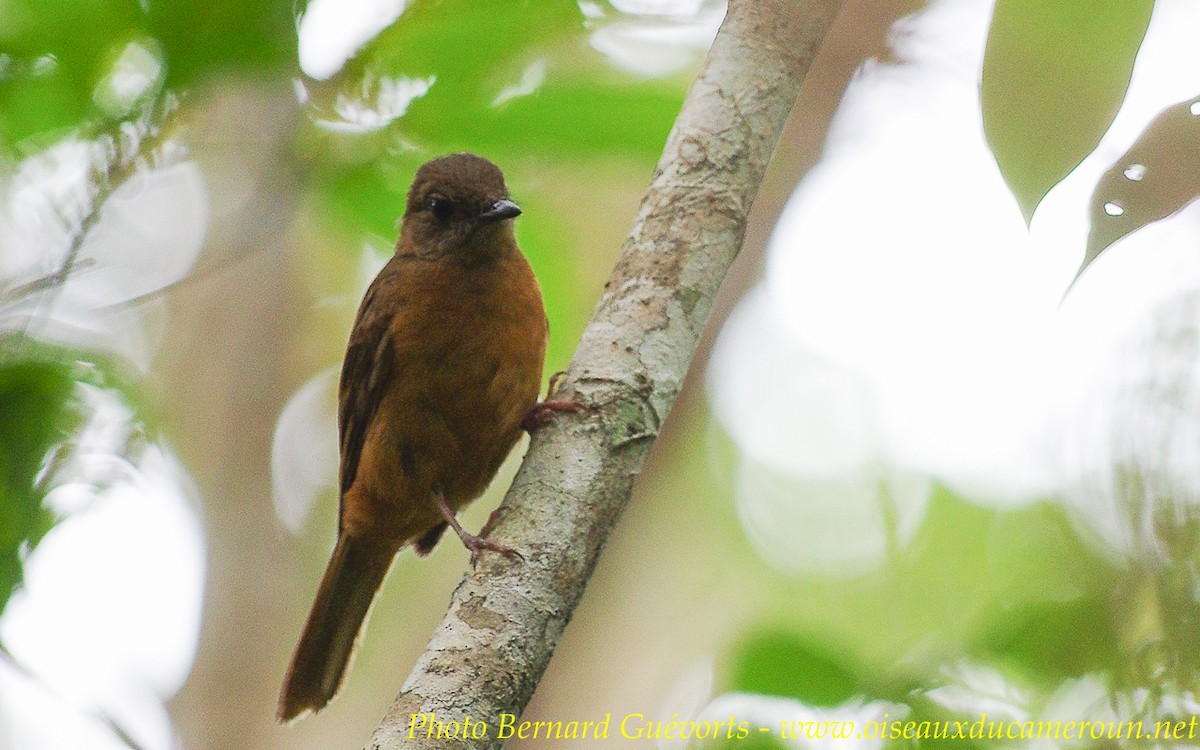 Rufous Flycatcher-Thrush - Bernard Guévorts