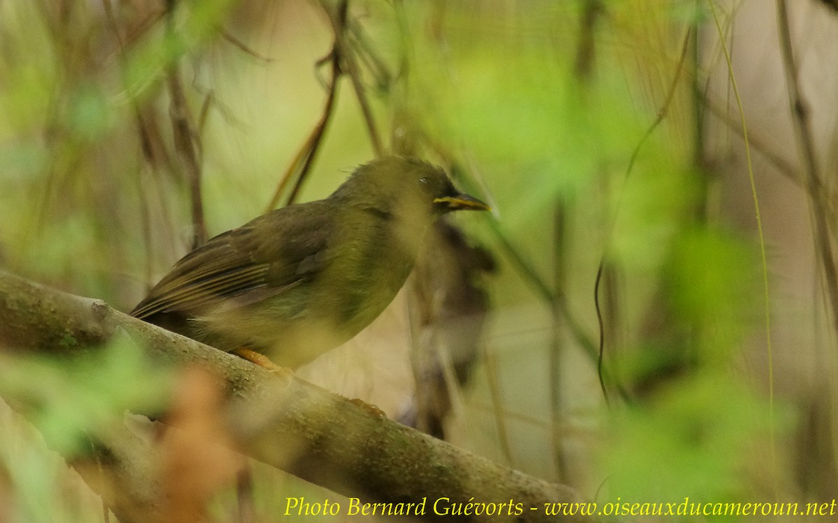 Bulbul à moustaches jaunes - ML236809211