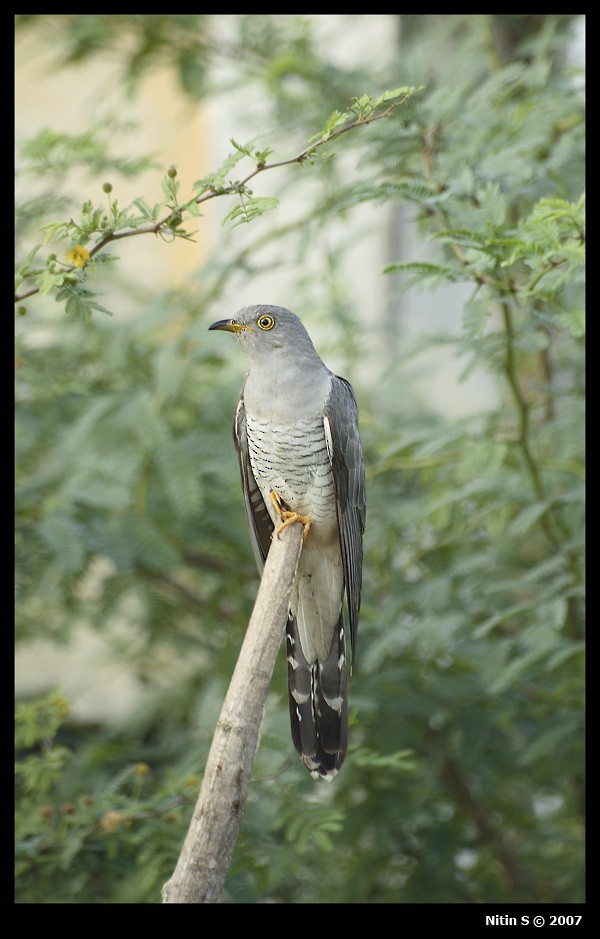 Common Cuckoo - ML236809331