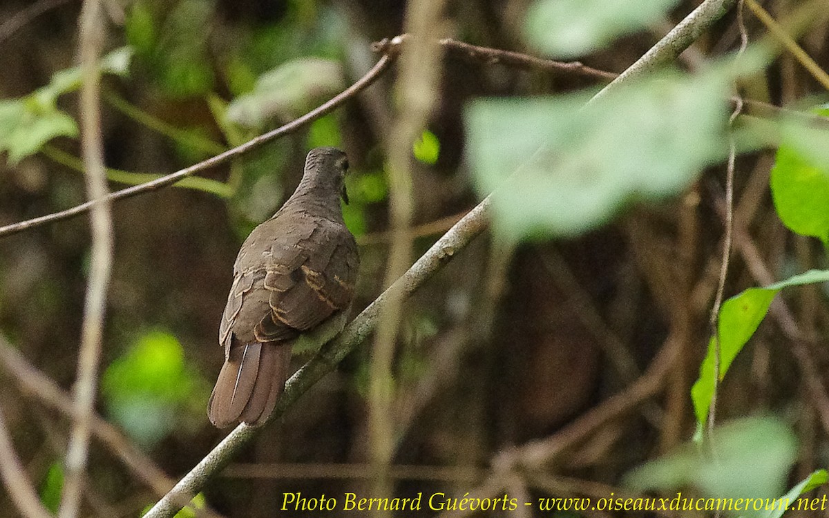 Tambourine Dove - ML236809491