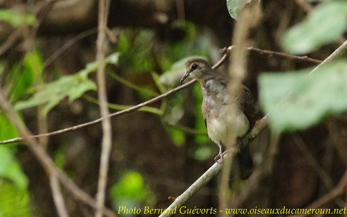 Palomita Tamborilera - ML236809511