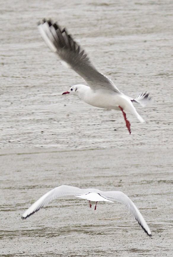 Black-headed Gull - Peter Candido