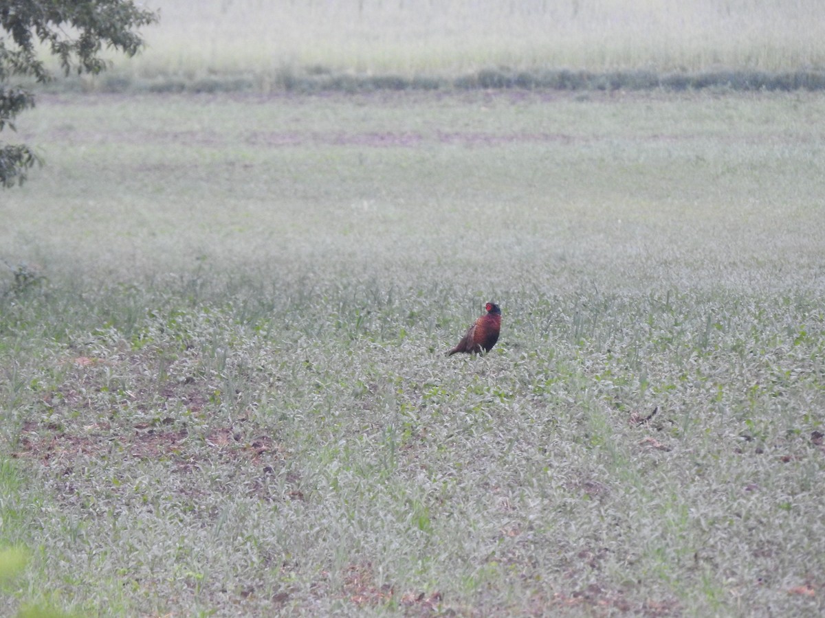 Ring-necked Pheasant - ML236810121