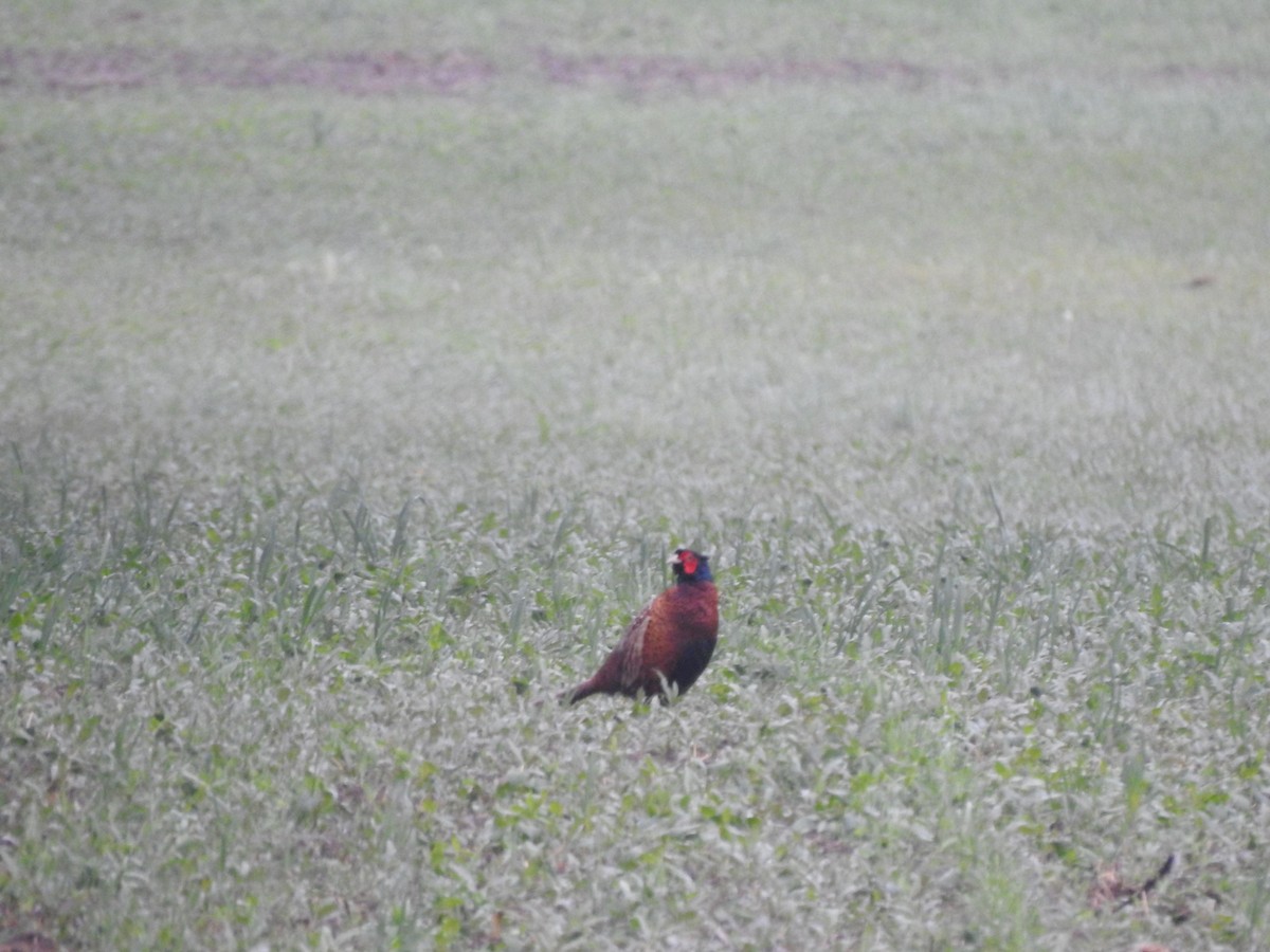 Ring-necked Pheasant - ML236810131