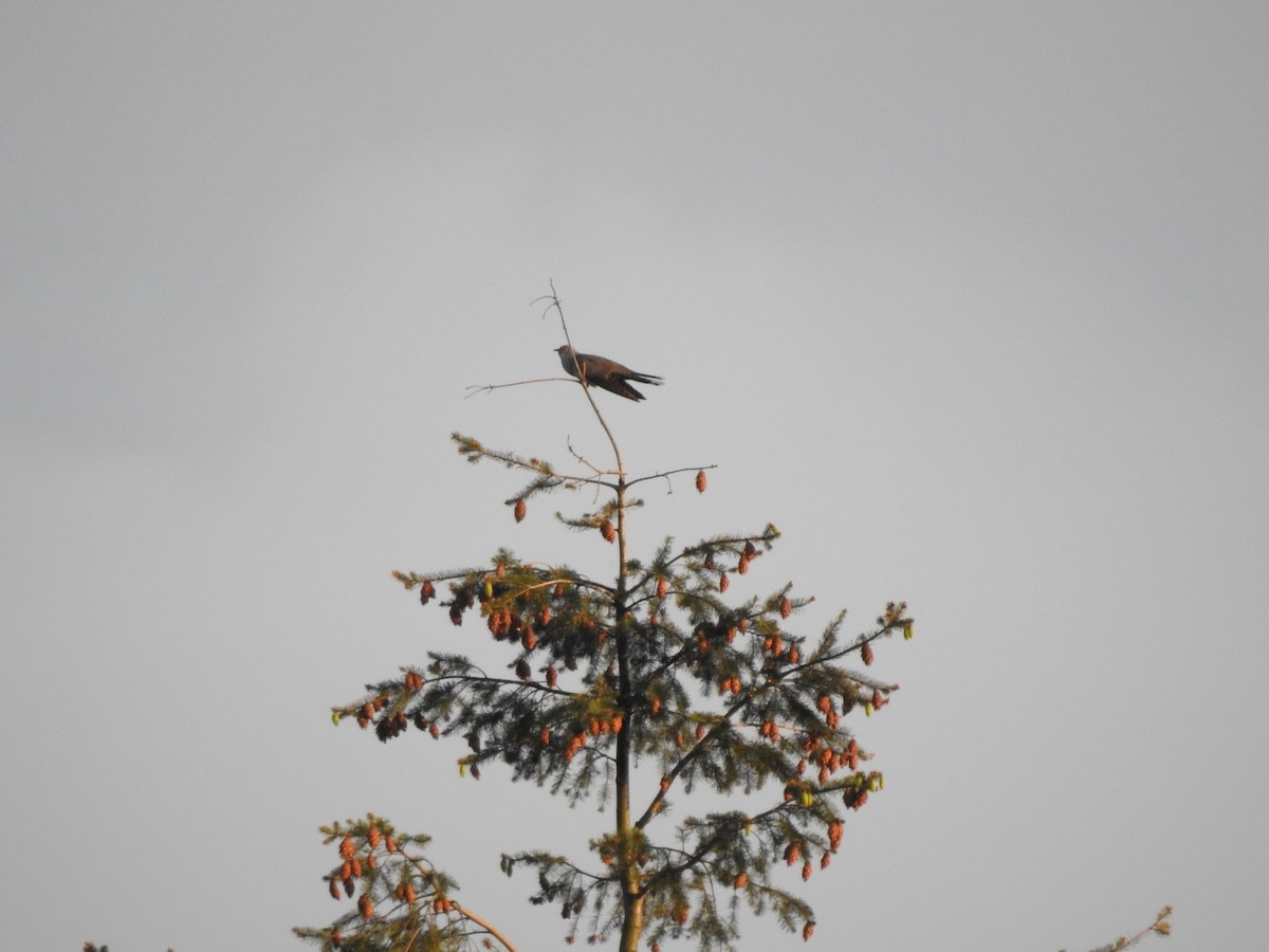 Common Cuckoo - ML236810141