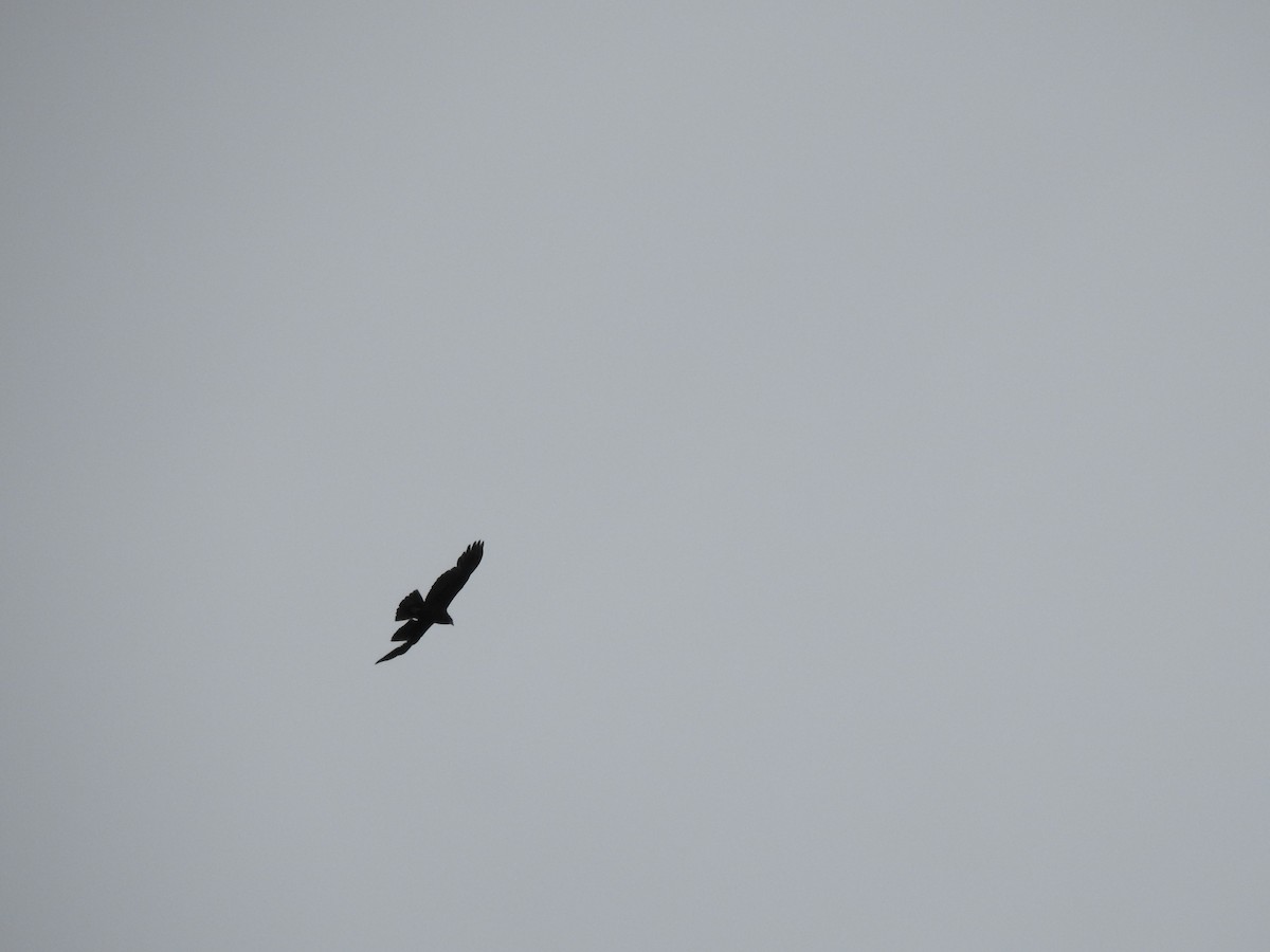 Western Marsh Harrier - ML236810151