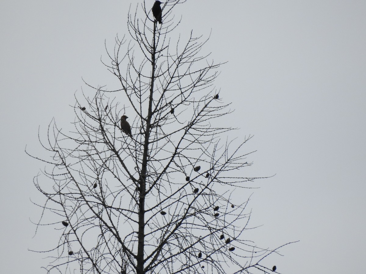 Hawfinch - ML236810231