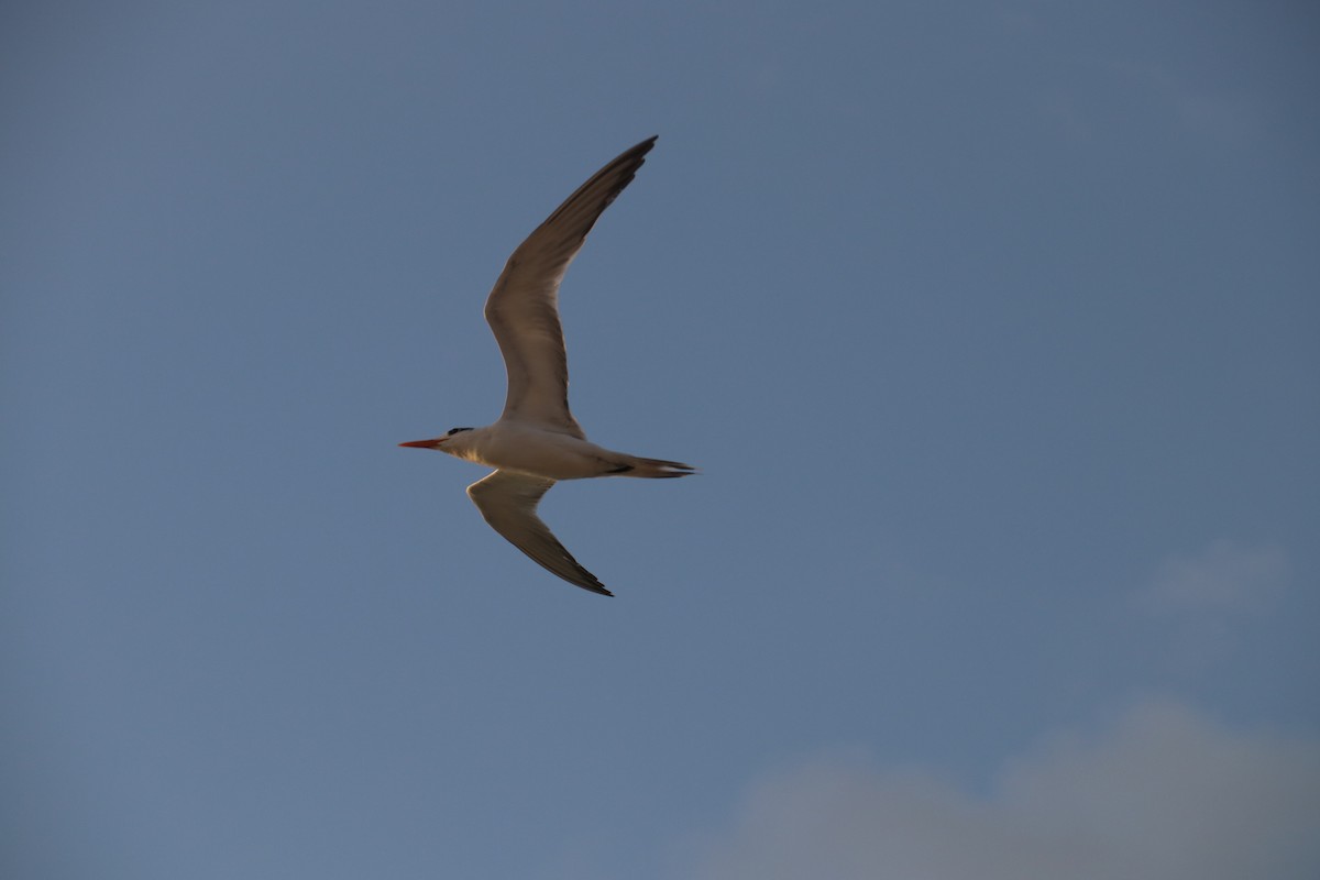 Royal Tern - Jose Adrián  Sánchez Romero