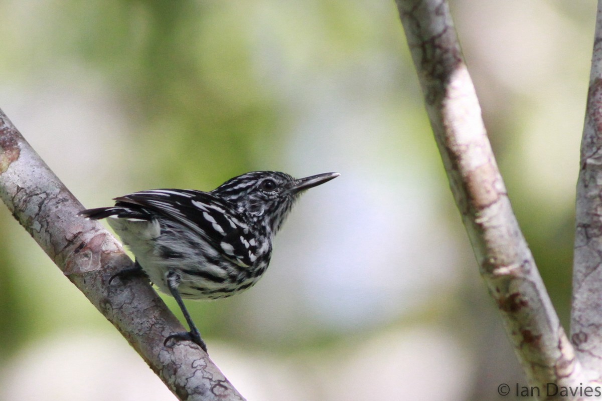 Cherrie's Antwren - Ian Davies