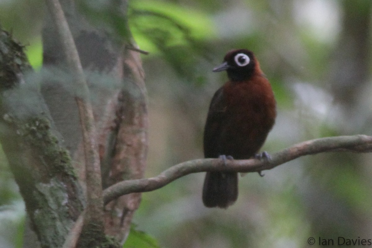 Chestnut-crested Antbird - Ian Davies