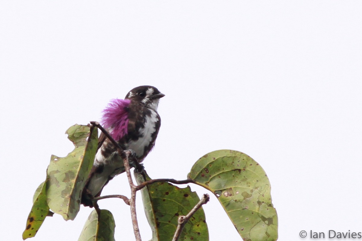 White-browed Purpletuft - Ian Davies