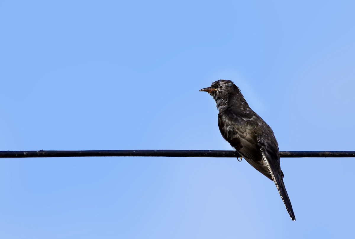 Gray-bellied Cuckoo - ML236813181