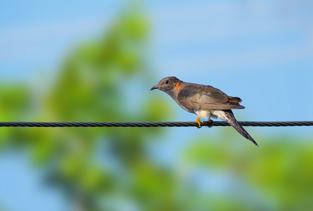 Gray-bellied Cuckoo - ML236813271