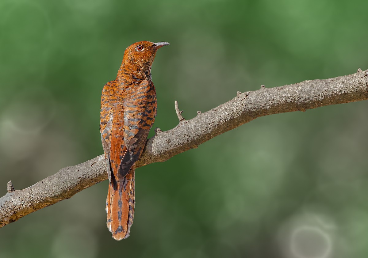 Gray-bellied Cuckoo - ML236813661