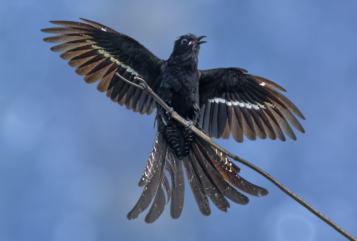 Fork-tailed Drongo-Cuckoo - ML236815751