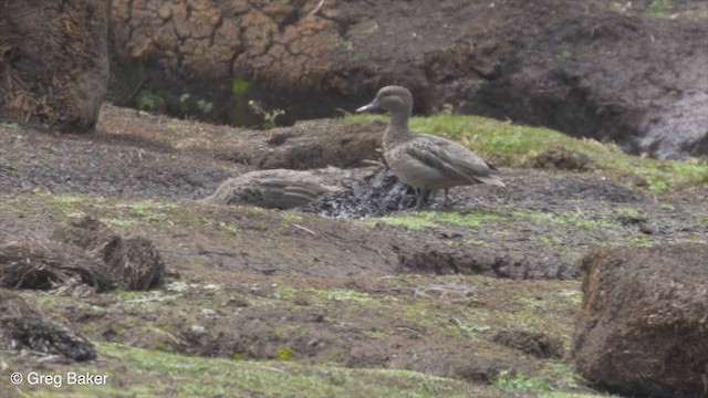 Andean Teal - ML236815821