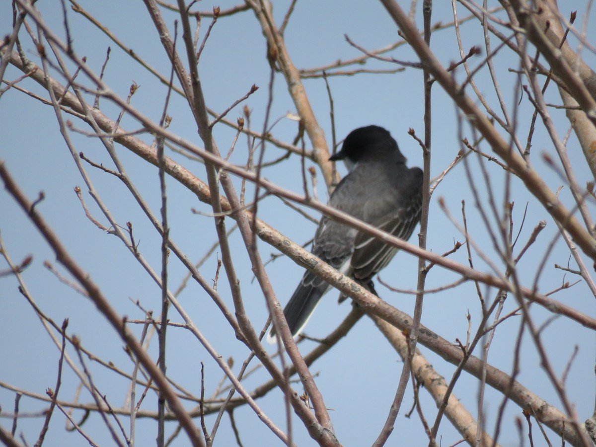 Eastern Kingbird - ML236817381